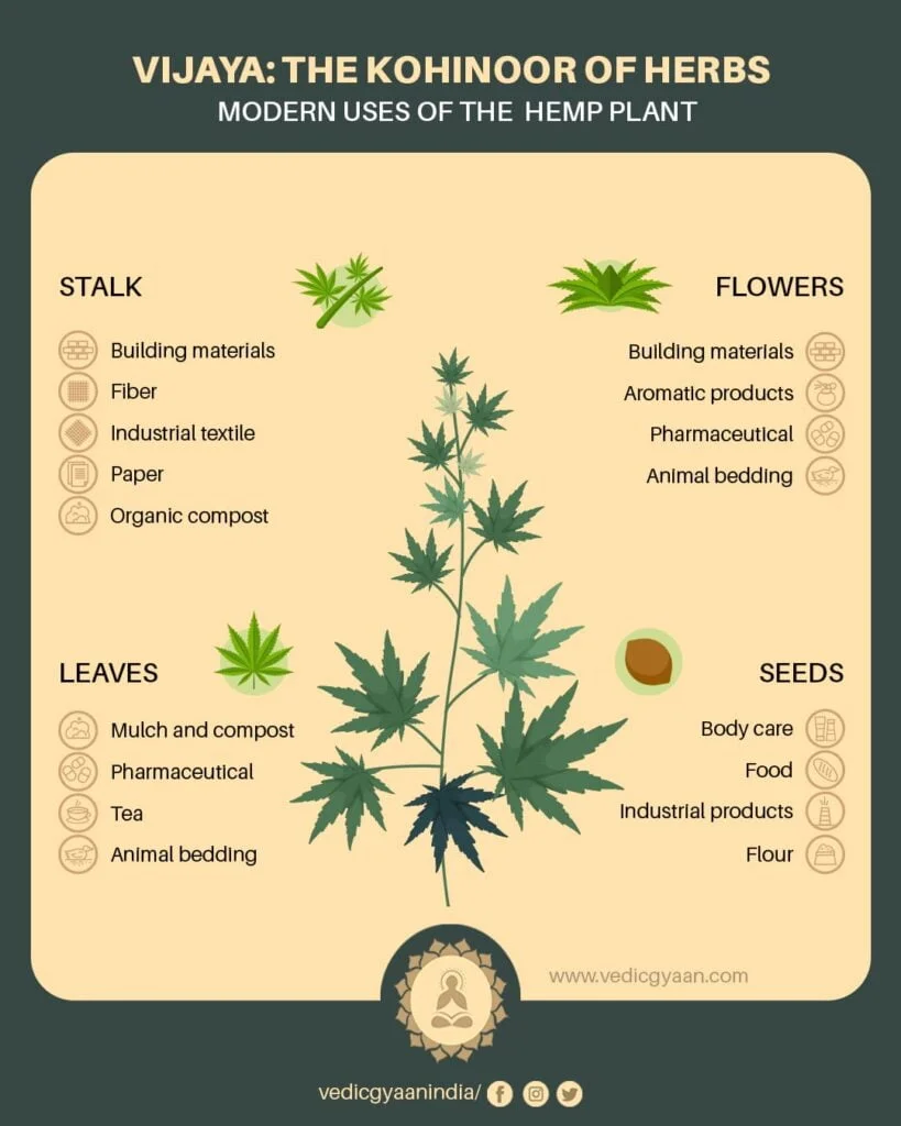 vijaya-the-great-king-of-the-herbs-vedic-gyaan